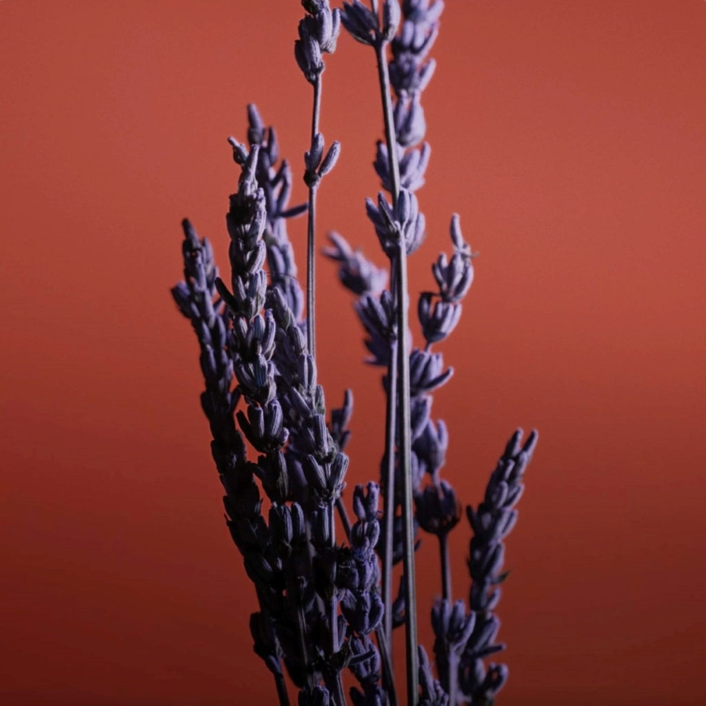 CARON PR UN HOMME LE SOIR EDP 100ML