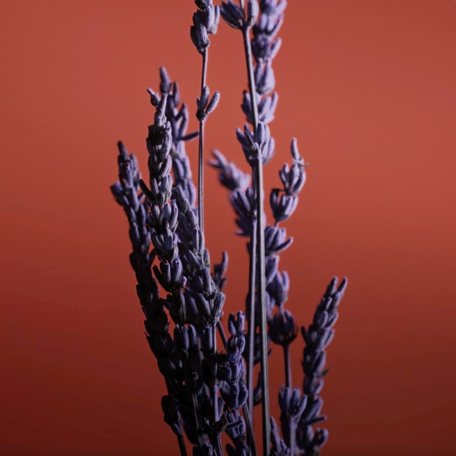 CARON PR UN HOMME LE SOIR EDP 100ML